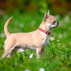 Adjustable Reflective Padded Nylon Safety Pet Collar